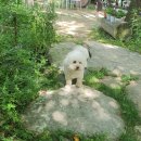 2023텃밭일지: 초복맞이 닭백숙 벙개모임, 남양주 억수농원에서~