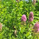 1715 | 벼슬이 귀타 한들 : 신정하(申靖夏 1680~1715)