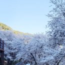 별천지모텔 | 하동 십리벚꽃길 만개 주차정보 실시간 개화상황 화개장터 후기