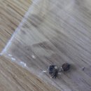 빈대 -bed bug- 퇴치기 이미지