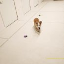 멍그니엘 이미지