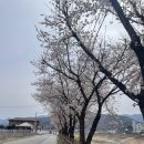 송림경로당 | 원주 벚꽃명소 추천 영서고벚꽃길 &amp;원주천