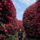 지천통나무집 | 제주 동백 명소 _ 제주동백수목원 개화현황 1월 19일 (위미동백나무군락 추가)