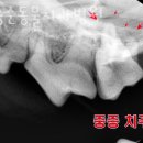 장승준동물치과병원 이미지