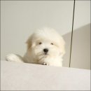 라운지펫 네이버블로그
