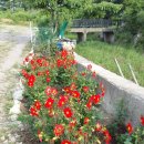 카페 다알리아 이미지