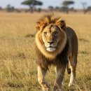 오리아재 이미지