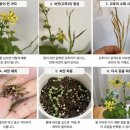 겨자씨 | 겨자씨 키우기ㅣ꽃 봤다 초보도 성공