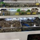 뱃놈과 백정 이미지