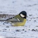 노랑배박새 Great Tit 중국 후룬베이얼 2025.12.18 이미지