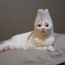피식 이미지