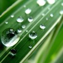 작은백로 이미지