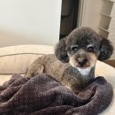 GROOFLUFFY | 청주 용암동 애견미용 [그루플러피] 동남지구 반려견미용실 추천