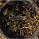 평화과일 이미지