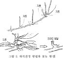 사과나무재배-효과적인 하계전정 방법 이미지