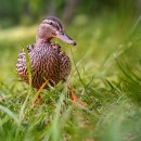 늘푸른청과 이미지