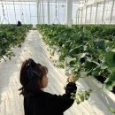 죽림농장 | 여수베리 여수딸기체험농장 아기랑 실내 가볼만한곳 여수 실내 딸기체험