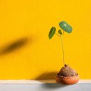 만성가든 이미지