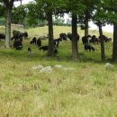 까망흑염소농장 이미지