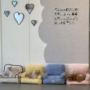 상주애견 | 인천애견카페 댕조아 24시간 상주 호텔링 후기