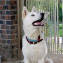 진도견나라 이미지