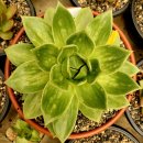 꿈의궁전 이미지