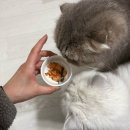 배드펫컴퍼니 이미지