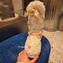 신세계노래팡 네이버블로그