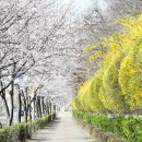 월 마지막 주부터 개화, 4월 초 만개 … 진달래·개나리·벚꽃 이미지