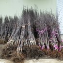 일진농장2 이미지