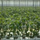 치악산농장 이미지