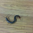 두라보건진료소 이미지