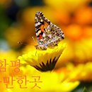 제27회 나비대축제 문화예술 공연 이미지