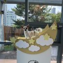 [김포애견카페] 샌드위치가 맛있는 애견카페, 퍼플러피 강아지랑 다녀왔어요~