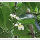 플루메리아 이미지