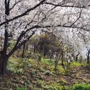 침산공원(C) 이미지