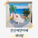 루프앤독 | 안산애견카페 여전히 놀기 좋은 곳, 개더링