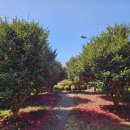 허브테마펜션 | 제주 야간 명소 제주허브동산 사진찍기 좋은 제주 힐링 코스 족욕 후기