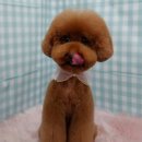 펫피파니 이미지