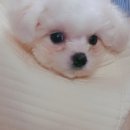 애키새