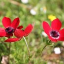 보태니컬 이미지