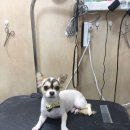 황금애견샵
