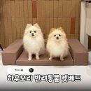 강아지 침대 추천 관절에 부담 없는 하우모리 반려동물 펫베드 대형