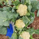 권관농장 이미지