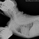 좌천동물병원 이미지