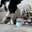 펫프로젝트 이미지