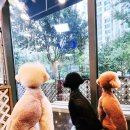 텐시퍼피 이미지