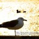 다리미골농원