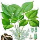 고무나무 (Rubber Tree)