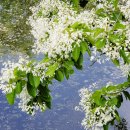 (자)정풍 이미지